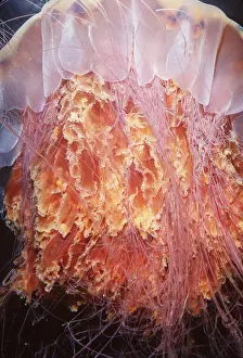Scary: Lion's Mane JELLYFISH - close-up