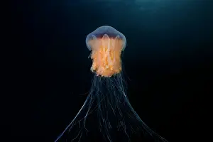 Cyanea: Lion's mane jellyfish (Cyanea capillata), Norwegian