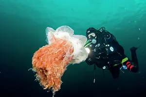 Dives: Lion's mane jellyfish (Cyanea capillata) and diver