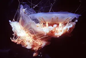 Scary: Lion's Mane JELLYFISH - pair