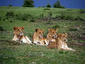 141217: Lions in the Masai Mara, Kenya, Africa Lions