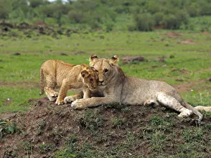 141217: Lions in the Masai Mara, Kenya, Africa Lions