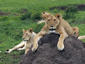 141217: Lions in the Masai Mara, Kenya, Africa Lions