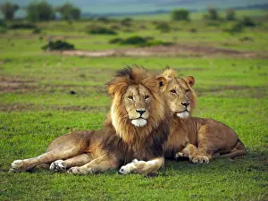141217: Lions in the Masai Mara, Kenya, Africa Lions