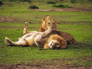 141217: Lions in the Masai Mara, Kenya, Africa Lions