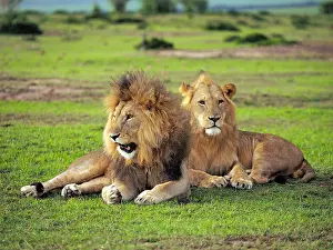 141217: Lions in the Masai Mara, Kenya, Africa Lions