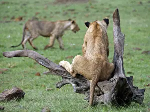 141217: Lions in the Masai Mara, Kenya, Africa Lions
