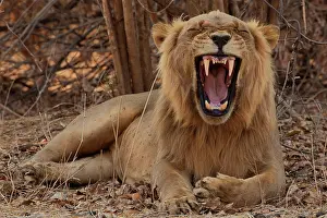 Massive: Lions have four massive canine teeth. They use these teeth t