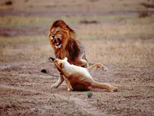 Submissive: Lions - mating