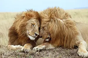 Cuddle: Lions (Panthera leo), affection