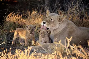 Tswalu: Lions (Panthera leo), dam with two kittens, grooming