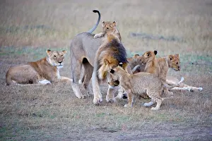 Pride: Lions (Panthera leo), greeting the leader of the