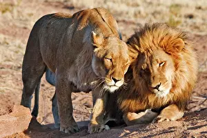 Baths: Two lions (Panthera leo) in the morning sun, Africat