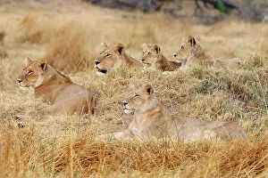 Lionesses: Lions (Panthera leo), North Bridge Camp, Moremi