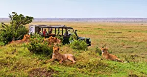 Restuccia: Lions (Panthera Leo) as seen in the Masai