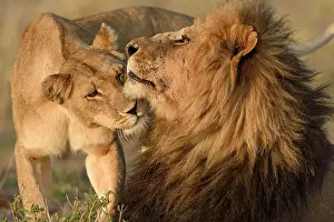 Scented: Lions (Panthera leo), sniffing each other, Maasai