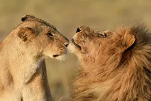 Smell: Lions (Panthera leo), sniffing each other, Maasai