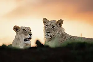 Private: Lions (Panthera leo), Zimanga private game reserve
