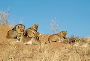 Prides: Lions - pride on dune