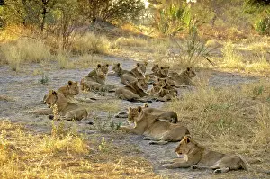 Prides: Lions - Pride resting