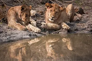 Pride: Lions rest near a watering hole, Okavango