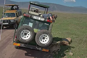 Jeep: Lions - resting in shade of safari jeep with tourists