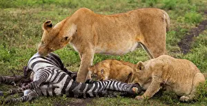 Bite: Lions, Serengeti National Park, Tanzania