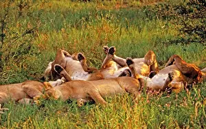 Prides: Lions - Sleeping 