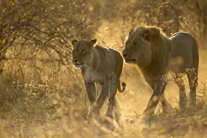 Pride: Lions - sneaking away to mate - Botswana, Africa