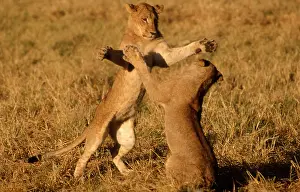 Floodplains: Lions sparring - Two young male lions sparring