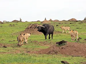Buffalos: Lions stalking Buffalo in the Masai Mara, Kenya