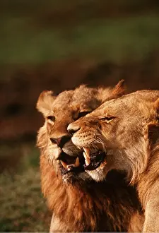 Rubbing: LIONS - two sub-adult, head-rubbing
