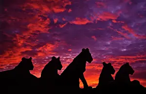 Prides: Lions at Sunset