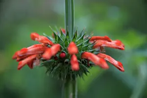 Tubular: Lion's tail, Leonotis leonurus, Side view of tubular