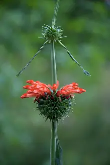 Tubular: Lion's tail, Leonotis leonurus, Side view of tubular