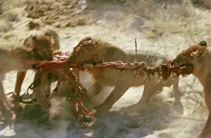 Ambush: Lions - Tearing apart ImpalaGroup of lions tear