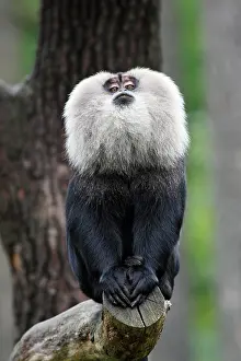 Silenus: Liontail Macaque - male showing display behaviour