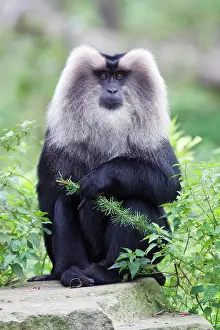 Silenus: Liontail Macaque - male sitting on boulder