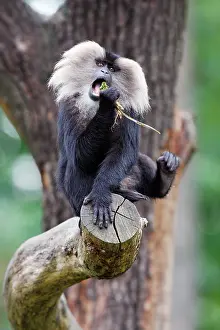 Silenus: Liontail Macaque - playing with food