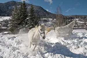 Cool: Lipizzan horses on winterly paddock, Achenkirch