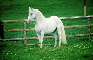 Hans D Dossenbach: Lipizzaner HORSE - in field