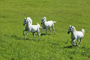 Styria: Lipizzaner horses running on a meadow, Piber Stud