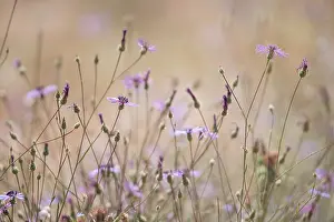 Moroccan: Lippi's Knapweed (Volutaria lippii), Souss-Massa
