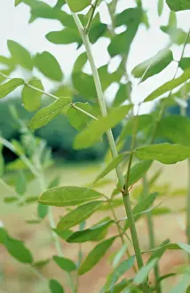 Glabra: Liquorice