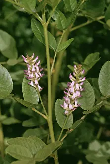 Glabra: Liquorice Plant