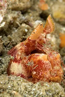 Shrimps: Lisa's Mantis Shrimp