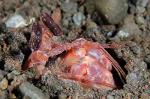 030822: Lisas Mantis Shrimp - in hole - Kubu, Tulamben, Karangasem