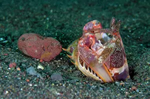 Mantis: Lisa's Mantis Shrimp - pushing stone out from hole