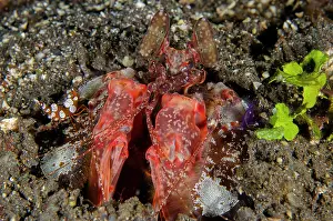 Boxer: Lisa's Mantis Shrimp - with Squat Shrimp (Thor amboinensis)