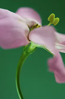 Lisianthus: Lisianthus